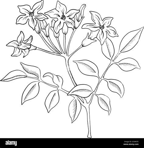 Vector Jasmine Flower Line Art Hand Drawn Sketch Illustration Stock