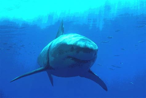 Free Download Free Great White Shark Wallpaper Wallpapers Download