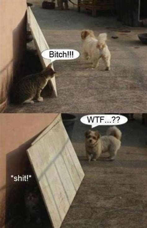 Pin By Jessy Pooyak Atcheynum On Hits Stupid Cat Funny Cat Pictures