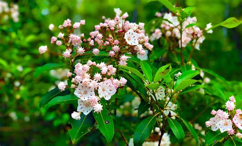 Mountain Laurel Blooming In Big South Fork Discover Scott Big South