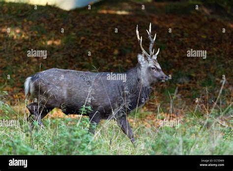 Sika Deer Buck High Resolution Stock Photography And Images Alamy