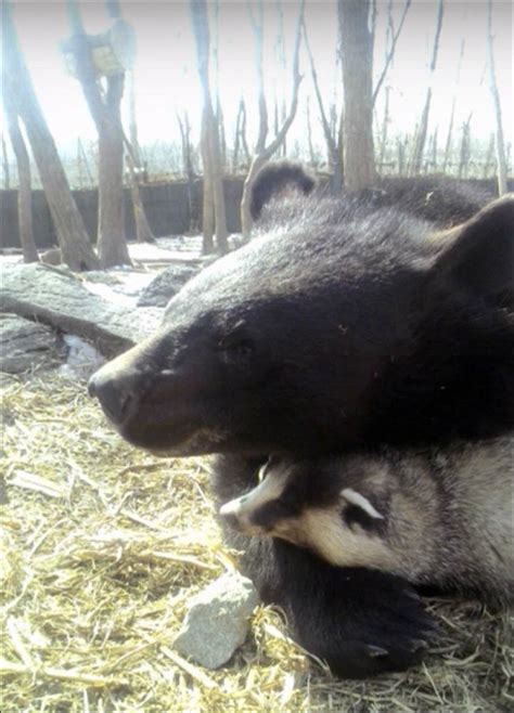 Black Bear Hug For Badger In Odd Couple Safari Park