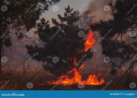 Fire Wildfire Burning Pine Forest Stock Image Image Of Forest
