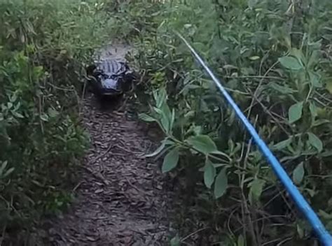 Massive Alligator Chases Man While Hes Fishing Video