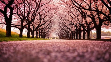 A beautiful new wallpaper can often bring new life to your phone, tablet or pc for example. Japanese Desktop Wallpaper (70+ images)