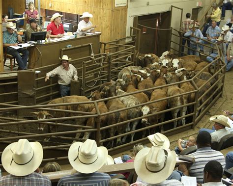 Bulls Females Calves And Gooseneck Trailers In Mason And San Saba