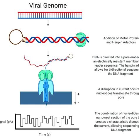 Next Generation Sequencing Oxford Nanopore Technology Download