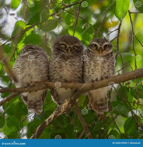 Three Baby Owl Perching On The Branch Of The Tree Stock Photo Image