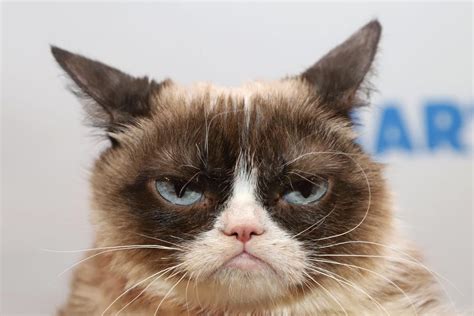 Grumpy Cat Zamračená kočka která svým majitelům vydělala milionů
