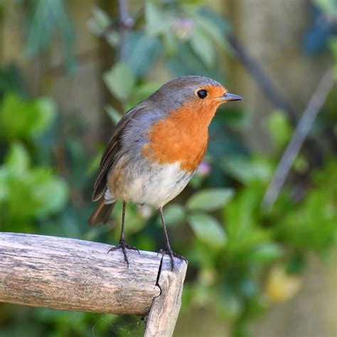 The Robin That Lives In The Garden Birding