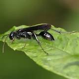 Pictures of Shelby County Wasp