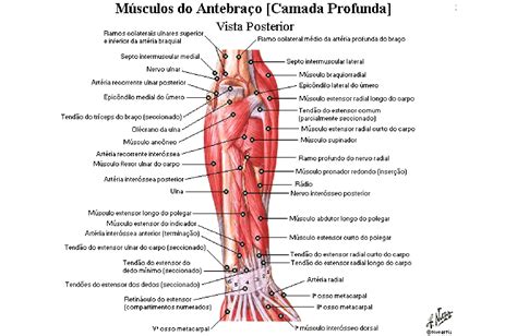 Músculos do antebraço Anatomia papel e caneta