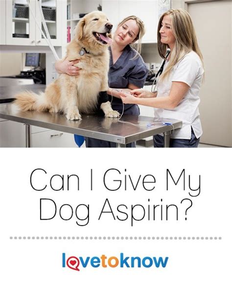 Aspirin Dosage For Dogs Lovetoknow Aspirin For Dogs Dogs Baby Dogs