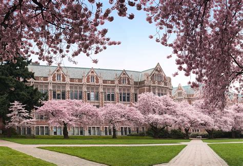 University Of Washington Cherry Blossoms Seattle Visit Seattle