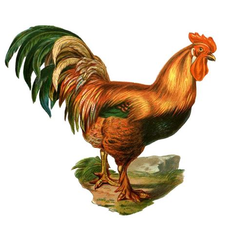 8 Best Images Of Free Printable Vintage Chicken Art Vintage Chicken