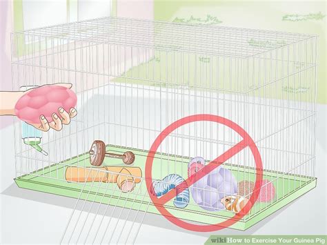 3 Ways To Exercise Your Guinea Pig Wikihow