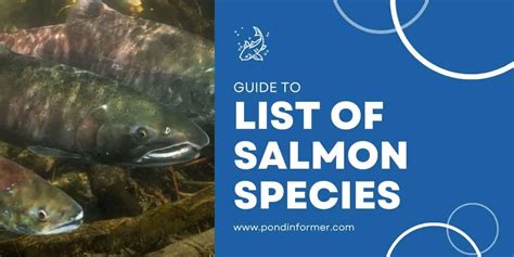 List Of Salmon Species Id Pictures Pond Informer