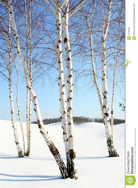 Image Result For Winter Birch With Mountains Photography Birch Tree