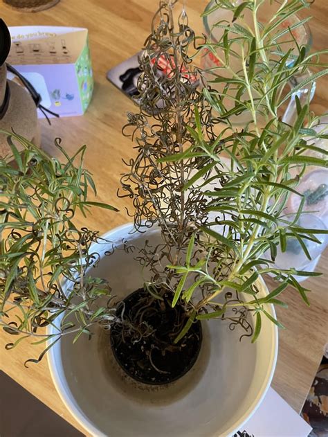 Hydroponic Rosemary Plant Is Dying Despite Bottom Watering And Also