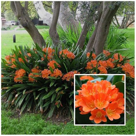 Fire Lily Clivia Miniata Is A Shade Loving Plant Frontgardenshrubs