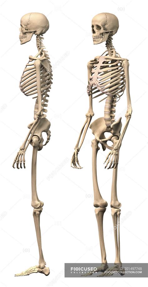 Side View Of Anatomy Of Male Human Skeleton Isolated On White