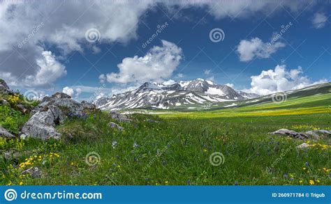 Alpine Meadows In The Caucasus Summer Flowers And Stone In The