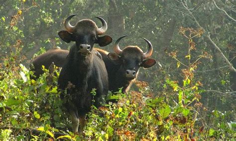 Best Wildlife Sanctuaries In Kerala National Parks In Kerala