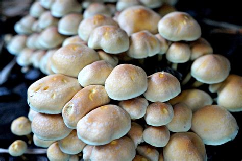 Ringless Honey Mushrooms Edible Wild Varieties Or