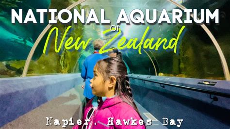 Explore The National Aquarium Of New Zealand Napier Hawkes Bay