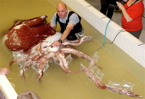 Live Giant Squid Discovery Channel Says Its Got First Vids Of The Kraken