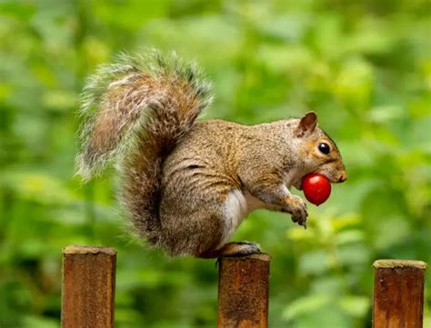 Do Squirrels Eat Tomatoes Pest And Garden Guide For 2022