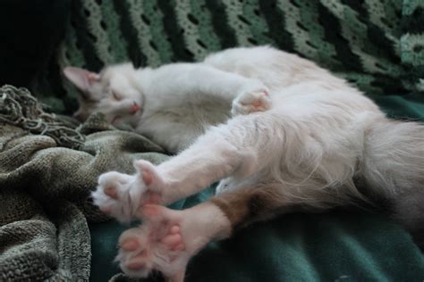 Stretching In His Sleep Cat Feet Are The Cutest Rcats