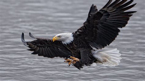 In the fable, there was an eagle that lived at the top of a mountain. Why the Eagles Returned on Vimeo