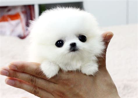 Micro Teacup Pomeranian Unbelievably Cute Cute White Puppies