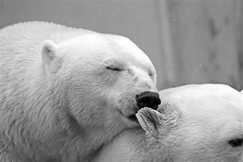 Images Gratuites La Nature Noir Et Blanc Atmosphère Amour Cœur