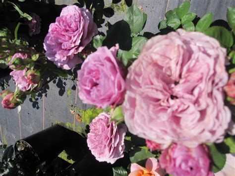 Rosa Lavender Ice Zwergrose Patio Rose Tantau Rose