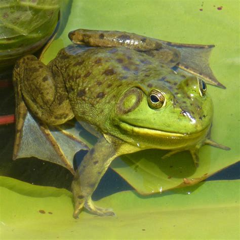 Frog On A Lily Pad By Andehdulac On Deviantart