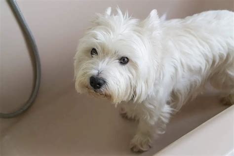 How Often Should I Bathe My Westie Tips And Products To Use