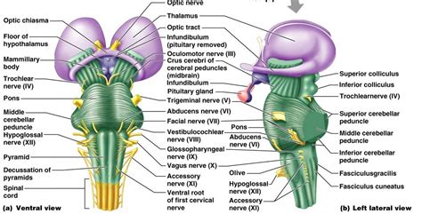 The study of the brainstem helps to examine the way grey and white matter of the cervical spinal cord are rearranged in the medulla. crus cerebri - Google Search (With images) | Brain anatomy ...