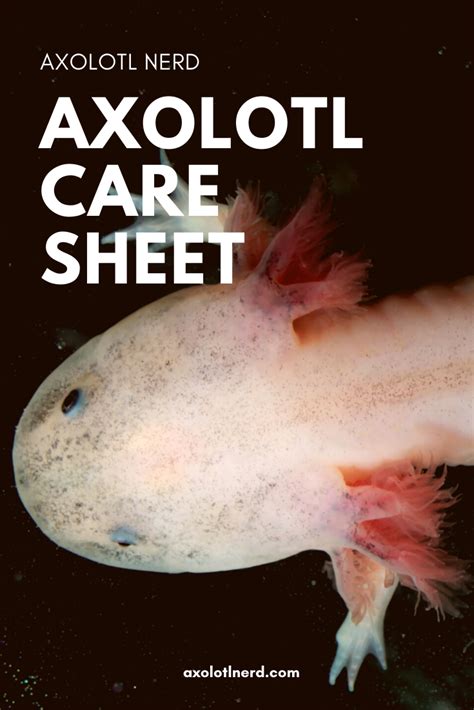 Axolotl Care Guide Axolotl Care Axolotl Axolotl Pet Images And Photos Finder