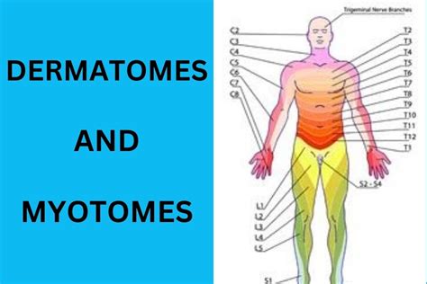 Dermatomes And Myotomes The Comprehensive Guide Physio Health The