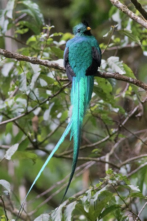 Resplendent Quetzal Male Photograph By Hal Beral Pixels