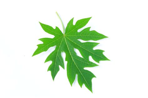 Papaya Leaf Stock Photos Images And Backgrounds For Free Download