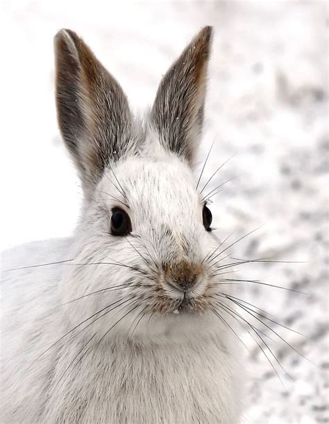 Pin By Gemma On Lagomorpha Snowshoe Hare Animals King Charles Spaniel