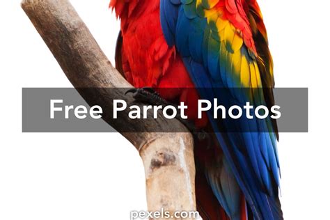 Parrot Photos · Pexels · Free Stock Photos
