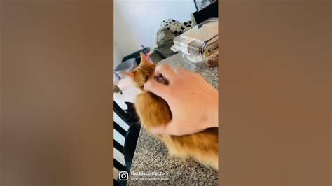 Cat Goes Meep Meep Meep 😼 Tbfshorts Youtube