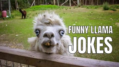 Llama Jokes Puns That You Will Be Fleeced To Know