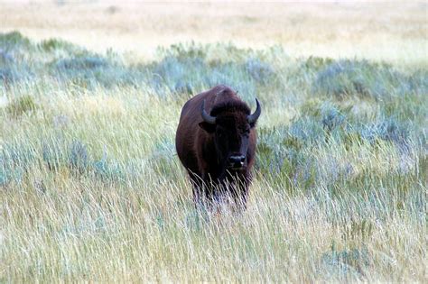 Bison Near Kelly Wyoming Bison Nature Buffalo Horns Mammal Meadow