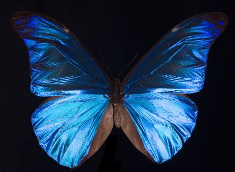 What Gives The Morpho Butterfly Its Magnificent Blue Kqed