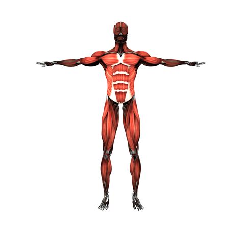 The Muscular System Human Body Muscle Human Skeleton Png Clipart